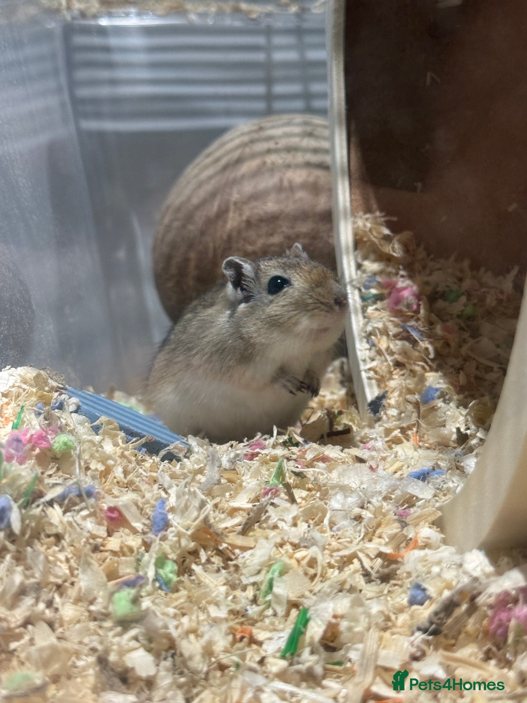 Gerbil rodents for sale: Two male gerbils to be rehomed asap - Image 4