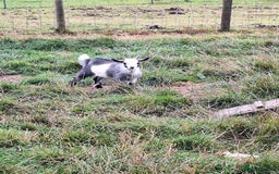 Goats livestock for sale: 3 Pygmy goats wethers - Image 2