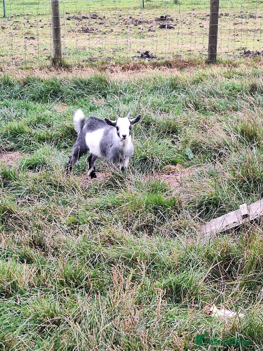 Goats livestock for sale: 3 Pygmy goats wethers - Image 2