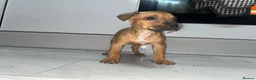 Mixed Breed dogs for sale: Bull Wheaten - Advert 4