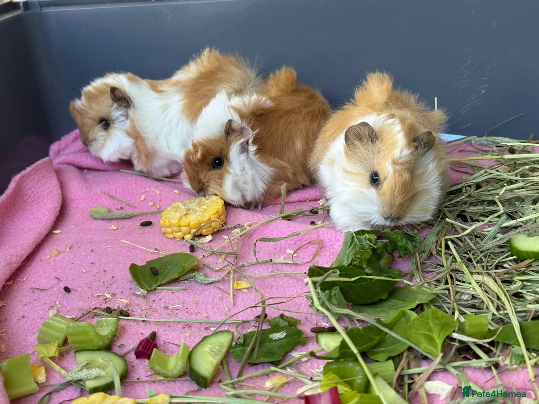 Guinea Pig rodents for sale: Peruvian Long hair cream Boars in Bristol - Advert 2