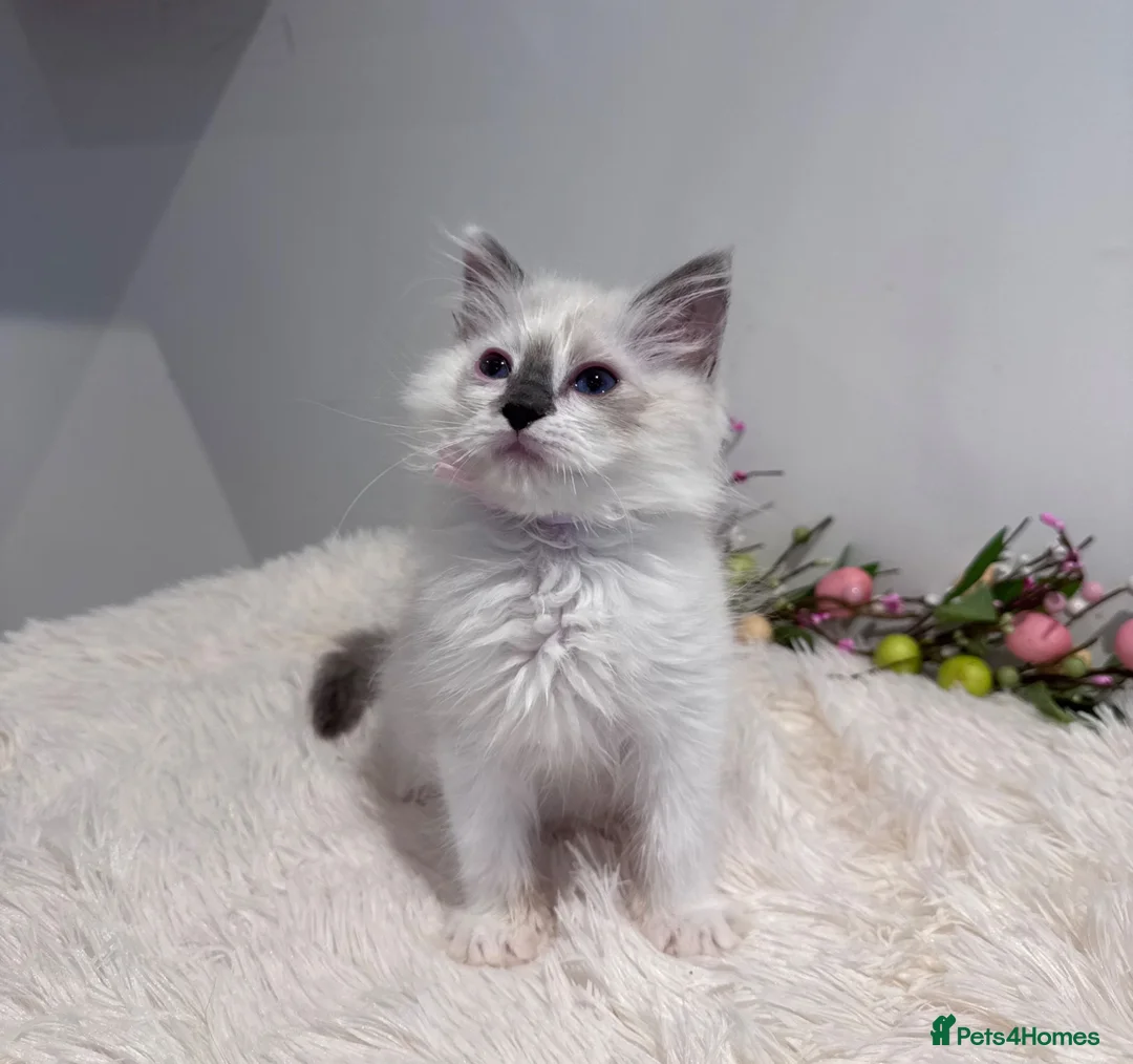 Ragdoll cats for sale: Beautiful TICA registered Ragdoll kittens  - Advert 16