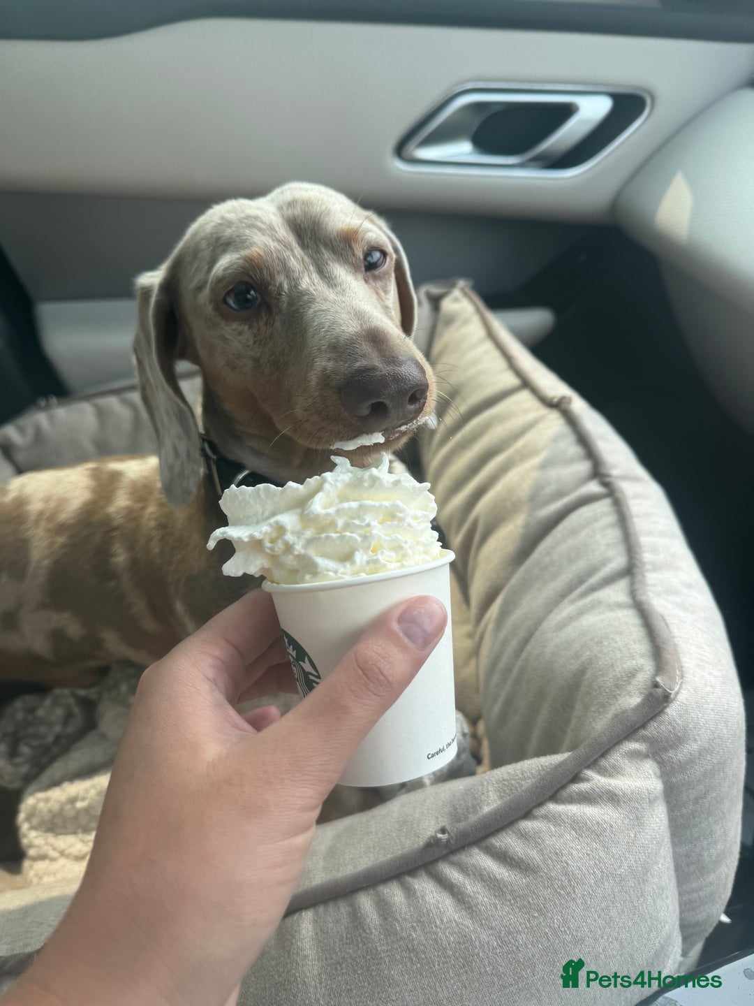 Miniature Dachshund dogs for sale: Miniature dachshund - Image 3