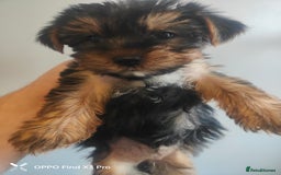 Yorkshire Terrier dogs for sale: Yorkshire terrier puppies  - Advert 4