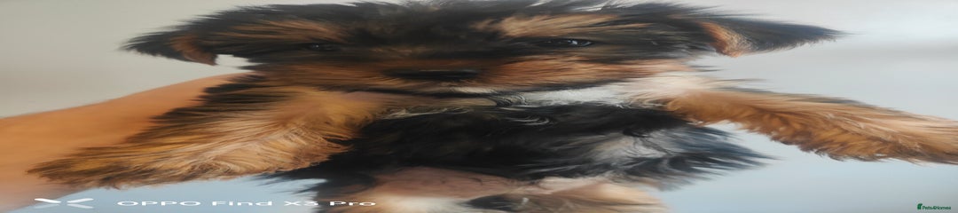 Yorkshire Terrier Puppy 4