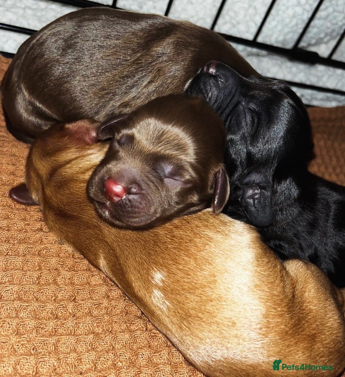 Cocker Spaniel dogs 3 Cocker Spaniel Puppies for sale - Advert 1