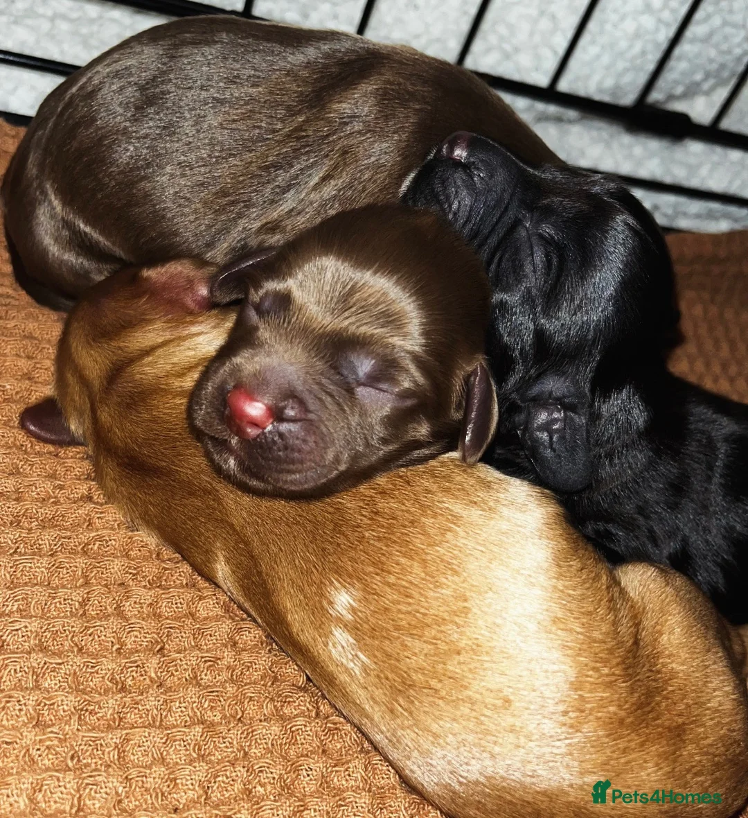 Cocker Spaniel dogs for sale: 3 Cocker Spaniel Puppies for sale - Advert 1