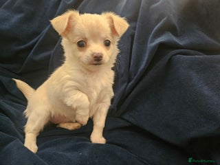 Chihuahua dogs - Advert 2