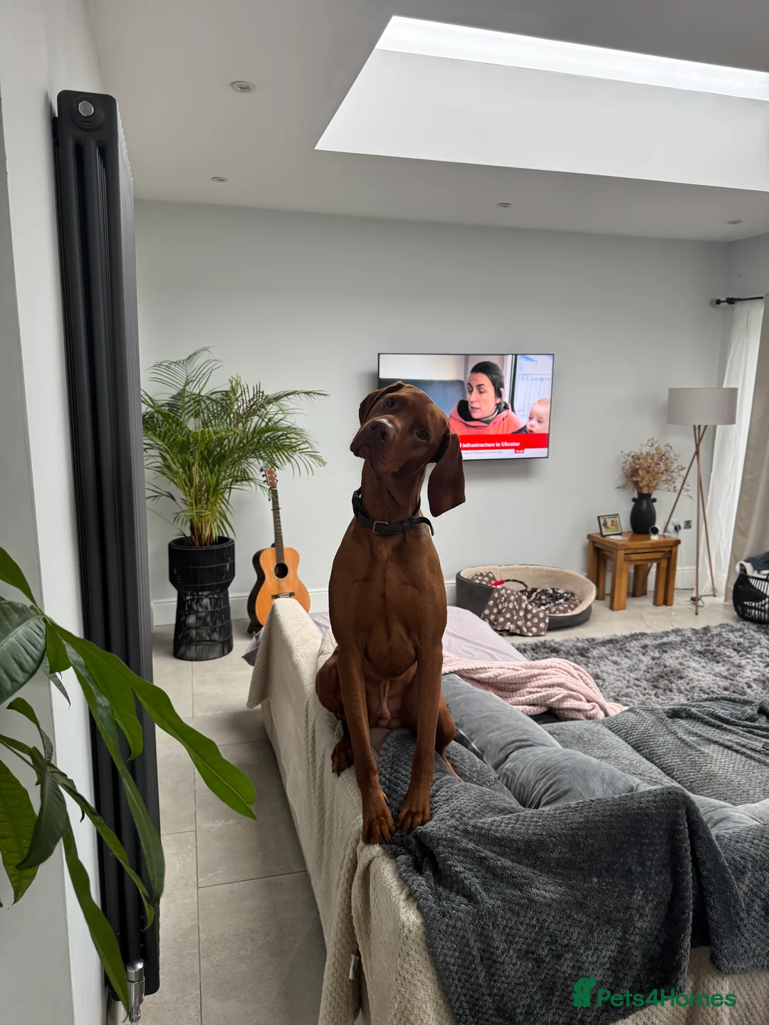 Hungarian Vizsla dogs for stud: KC Hungarian Vizsla  - Advert 9