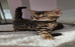 Bengal cats for sale: ✨ Bengal TICA Registered kittens Available ✨🐱 - Image 4