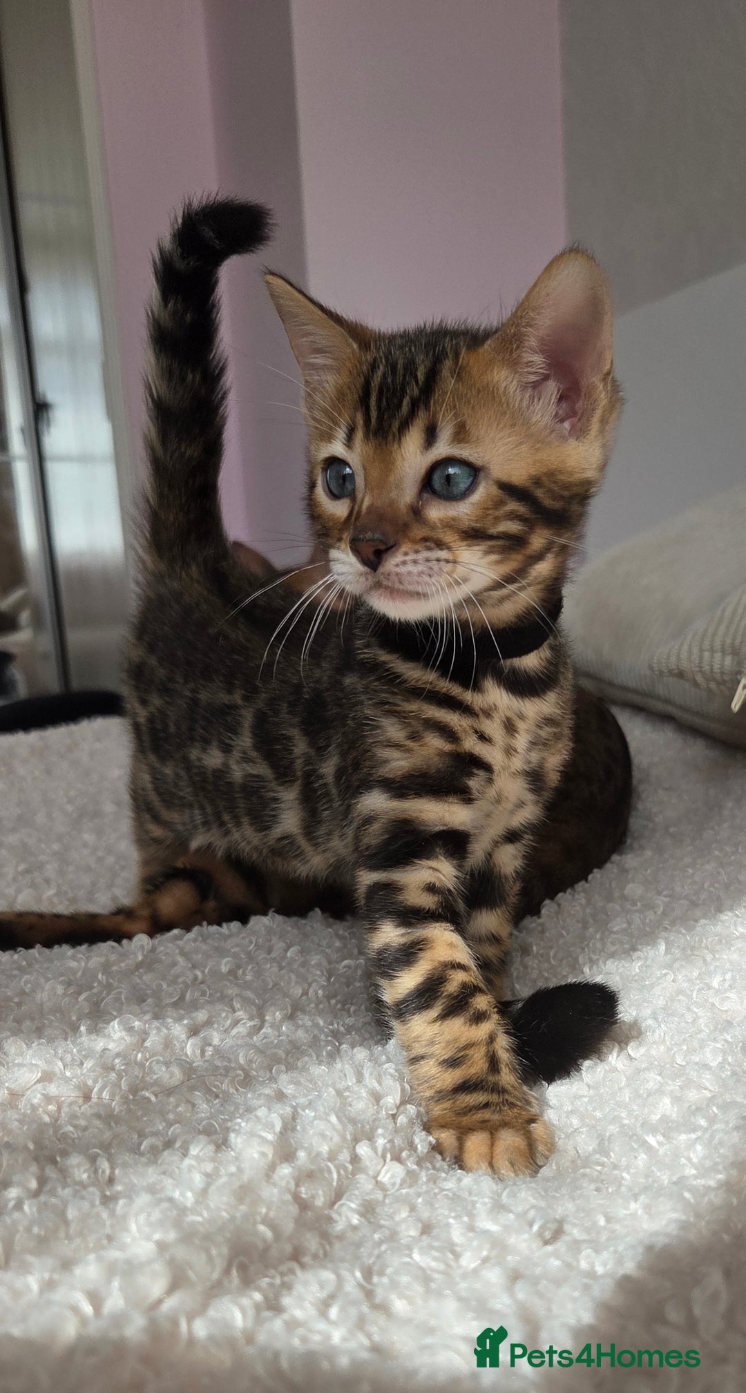 Bengal cats for sale: ✨ Bengal TICA Registered kittens Available ✨🐱 - Image 4