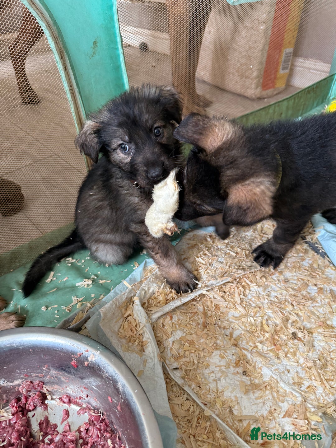 Mixed Breed dogs for sale: German shepherd x Belgian Malinois - Image 6