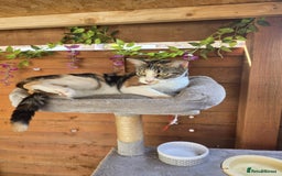 Mixed Breed cats for sale: Looking for new home  - Image 1