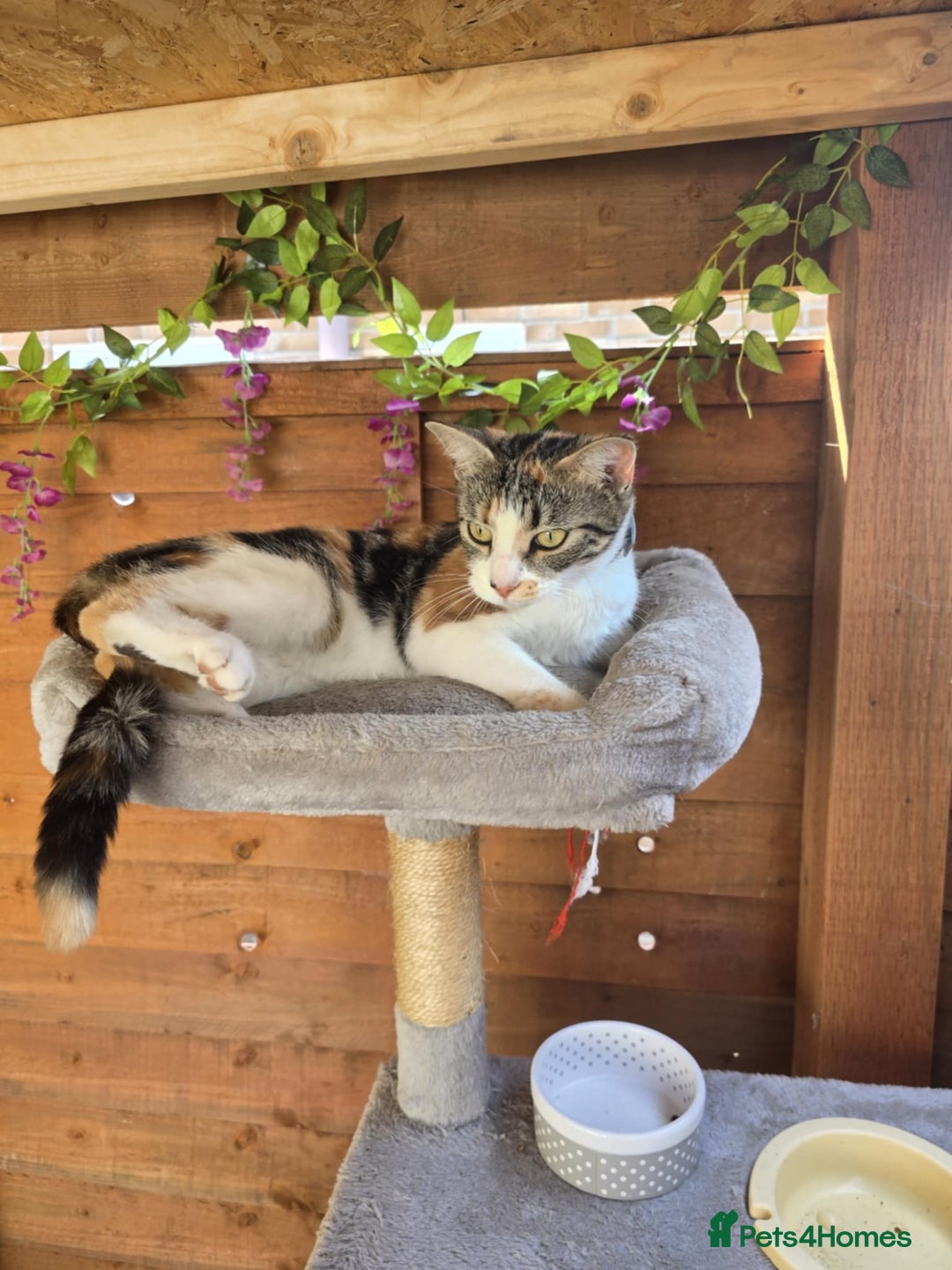 Mixed Breed cats for sale: Looking for new home  - Image 1