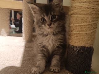 Maine Coon cats Tica Reg and fully health tested - Advert 9