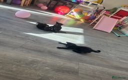 Mixed Breed cats for sale: Last 2 beautiful black marked kittens READY NOW - Image 11