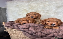 Cavapoo dogs for sale: DNA tested F1 Cavapoo puppies  - Advert 5