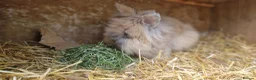 Lionhead rabbits for sale: Purebred double-maned friendly young lionhead boy - Advert 5