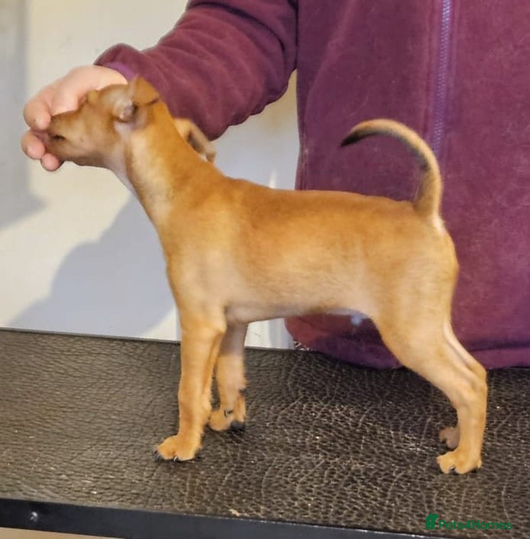 Miniature Pinscher dogs for sale: LAST PUPPY - LADYLUCKPINS KC MIN PINS - Advert 40