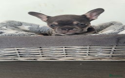 French Bulldog dogs for sale: adorable litter of french bulldogs - Image 13