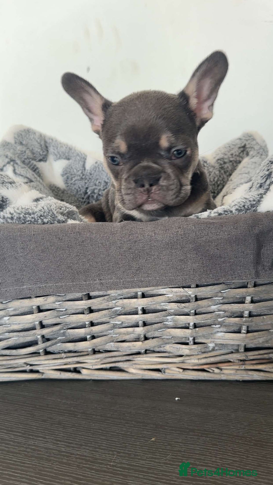 French Bulldog dogs for sale: adorable litter of french bulldogs - Image 13