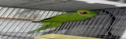 Ringnecks birds for sale: Beautiful young ringnecks for sale  in Chesterfield - Advert 6