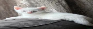 Bacardi 