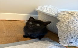 Mixed Breed cats for sale: beautiful kittens for sale - Image 19