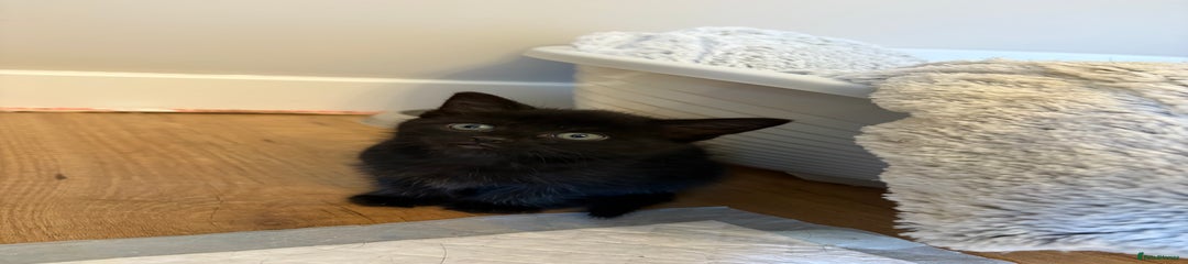 Black Kitten 6