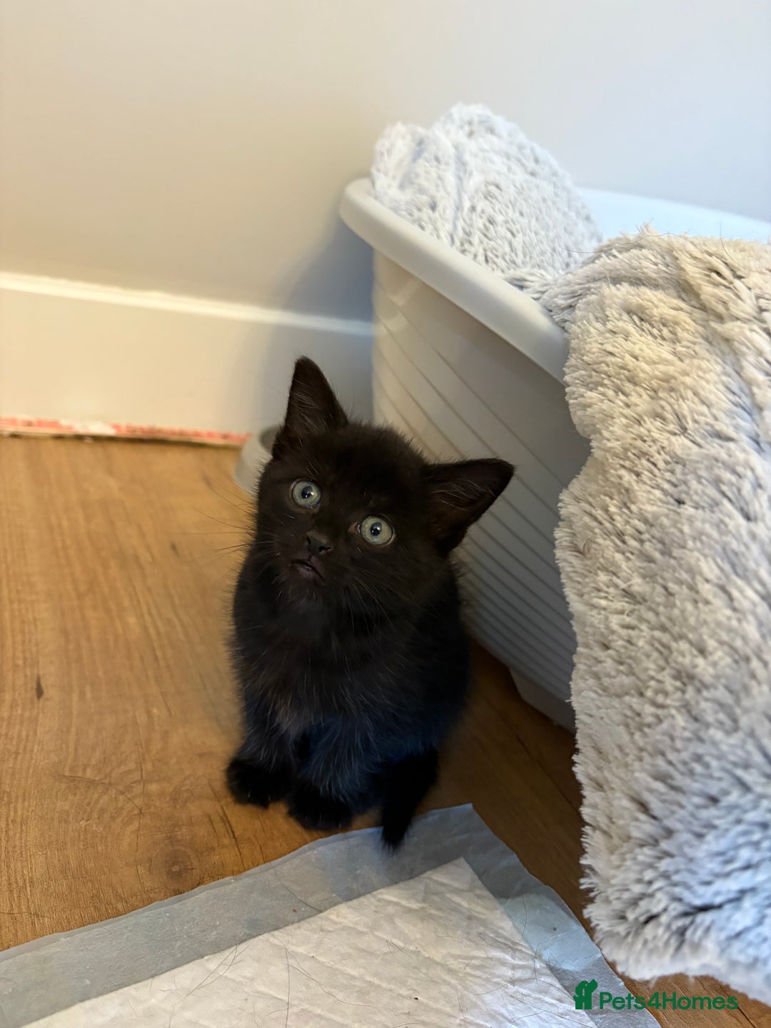 Mixed Breed cats for sale: beautiful kittens for sale - Image 19