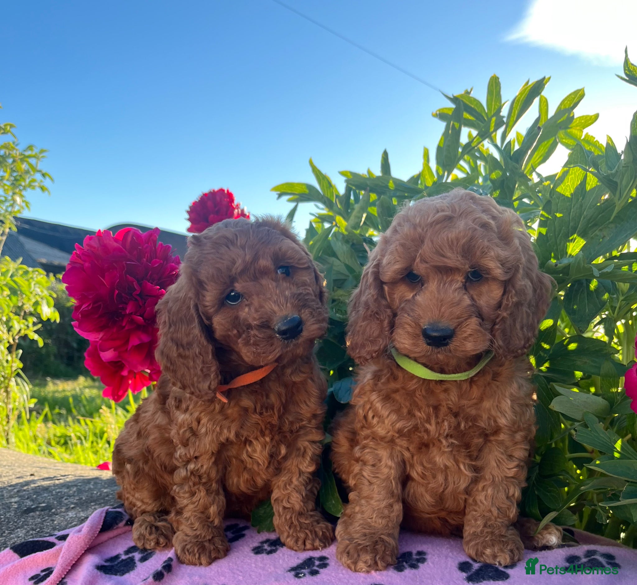 Cockapoo dogs Stunning cockapoo puppies  - Advert 1