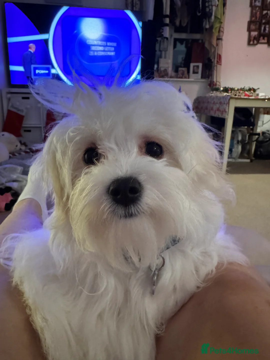 Maltese dogs for sale: 5 generation KC registered Maltese - Advert 7