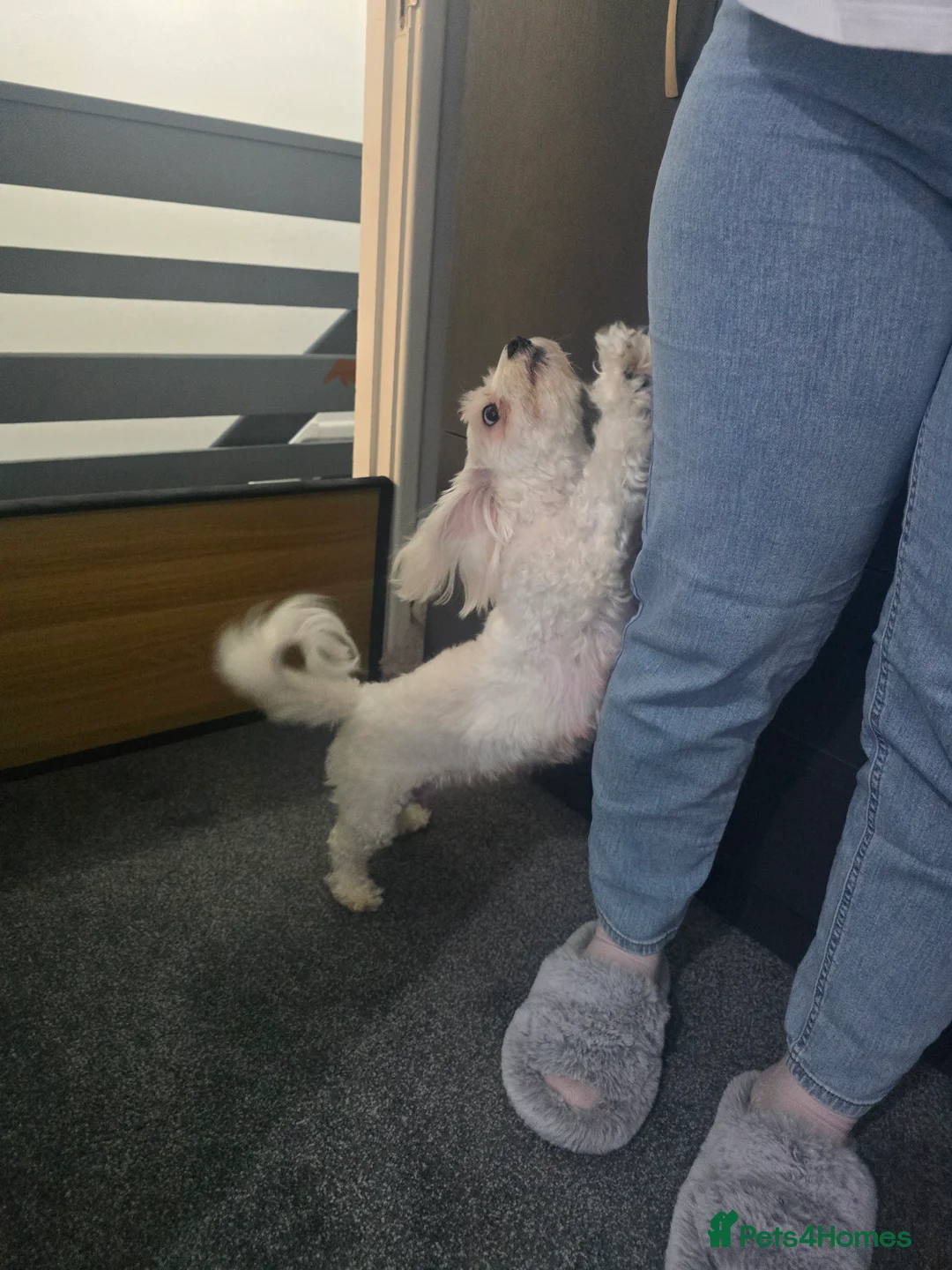 Bichon Frise dogs for sale: Only for dog lovers - Advert 1