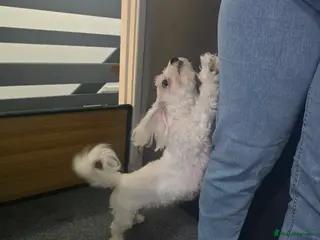 Bichon Frise dogs Only for dog lovers - Advert 1