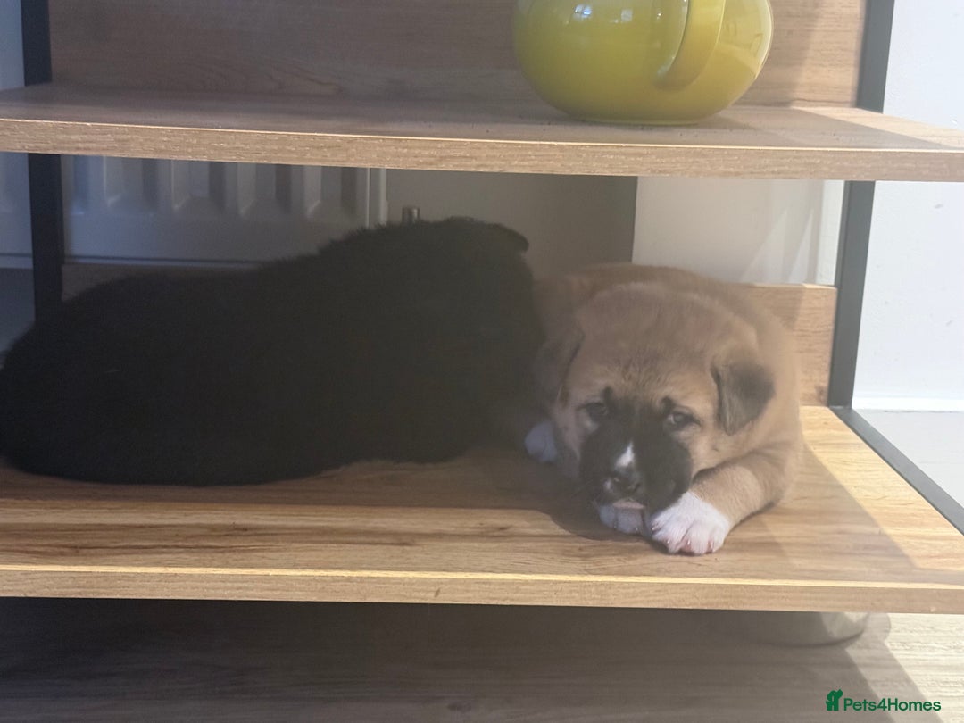 Akita dogs for sale: American Akita puppies - Advert 2