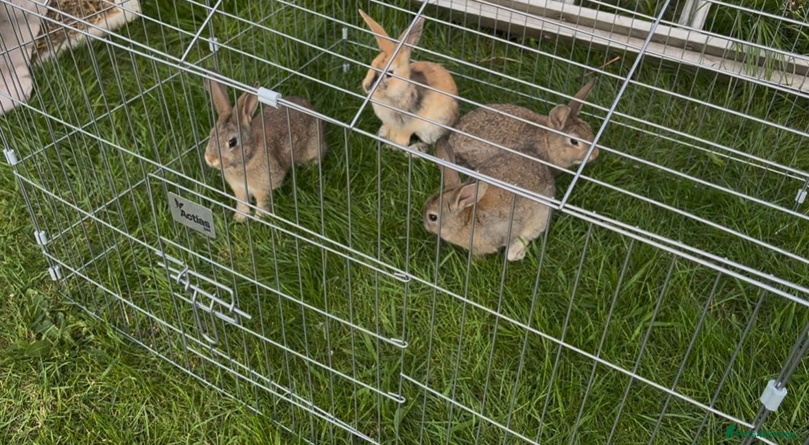 Mixed Breed rabbits Lop x Himalayan bunnies  - Advert 10