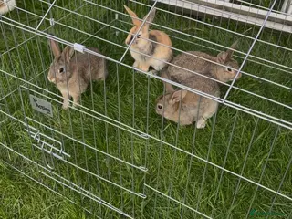 Mixed Breed rabbits Lop x Himalayan bunnies - Advert 10