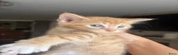 Mixed Breed cats for sale: Little of three kittens  - Advert 11
