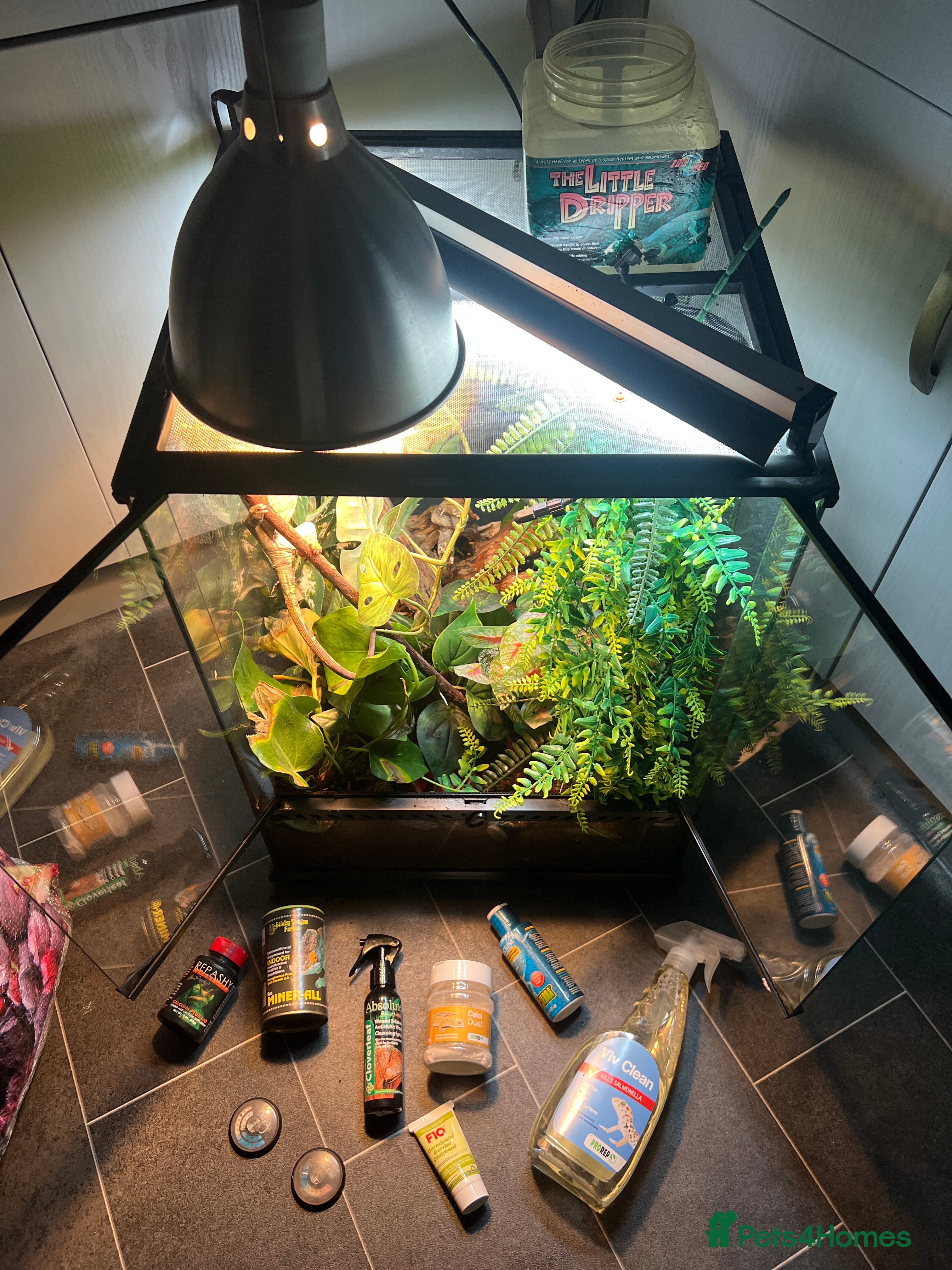 Chameleon reptiles Pantha chameleon  - Advert 18