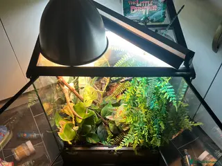 Chameleon reptiles Pantha chameleon - Advert 18