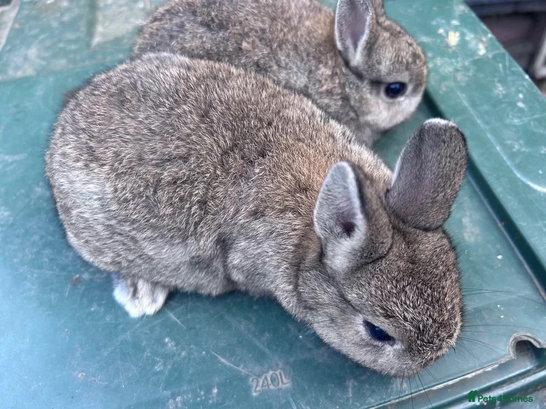 Netherland Dwarf rabbits for sale: 7 week old Netherland Dwarf bunnies - Advert 7