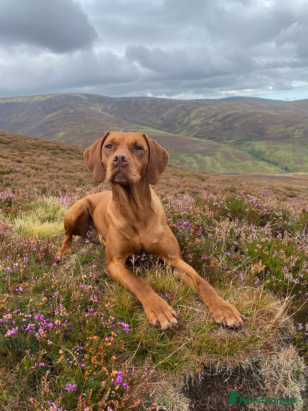 Hungarian Vizsla dogs for sale: Stunning litter of Hungarian Vizsla pups - Advert 6