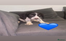 Sprocker dogs for sale: Sprocker spaniel puppy’s  - Image 2