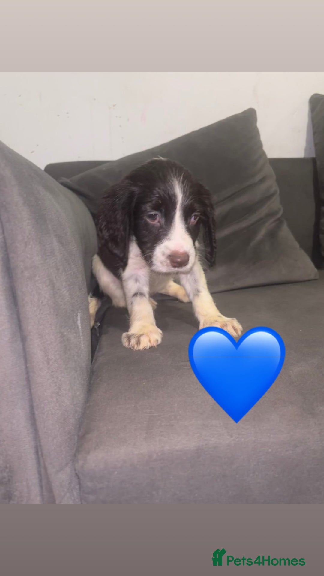 Sprocker dogs for sale: Sprocker spaniel puppy’s  - Image 2