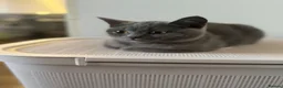 British Shorthair cats for sale: British short hair female  - Advert 3