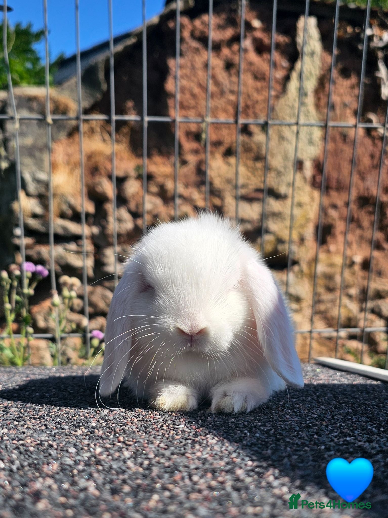 Mini Lop rabbits Vaccinated Mini Lops  - Advert 10