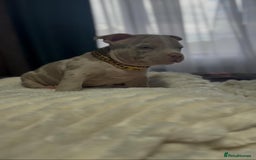 American Bully dogs for sale: American Bully Pocket Champions Bloodlines  in Ilford - Image 11
