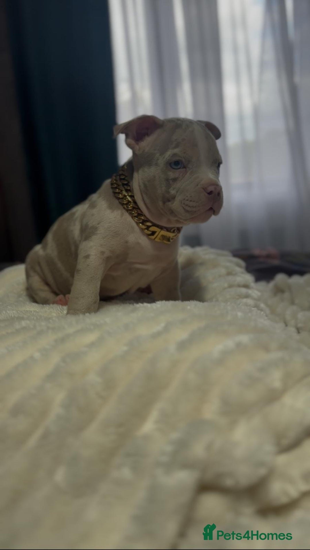 American Bully dogs for sale: American Bully Pocket Champions Bloodlines  in Ilford - Image 11