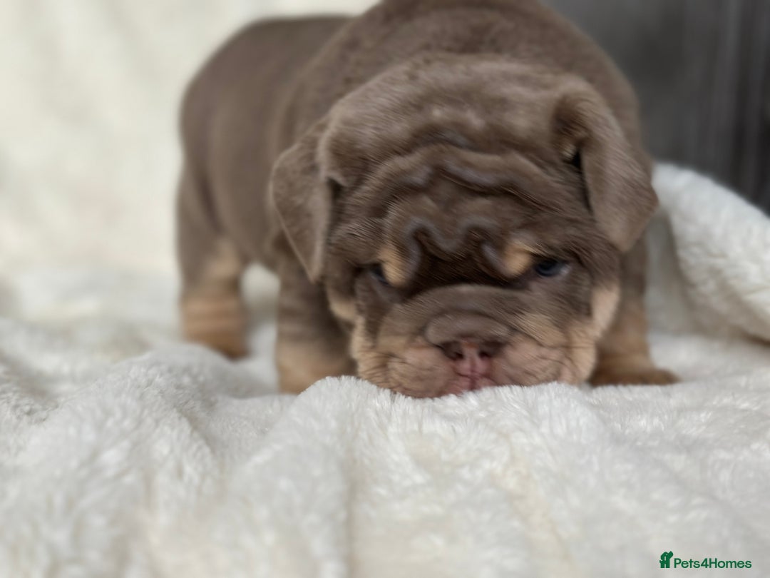 English Bulldog dogs for sale: British bulldog  - Image 23