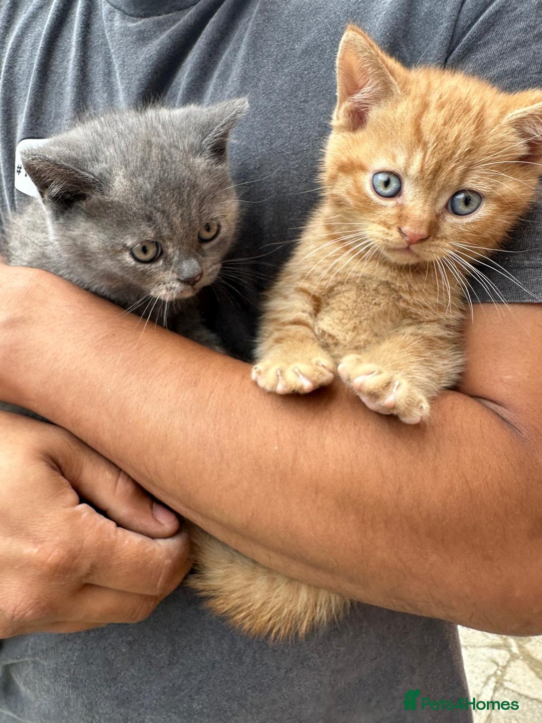 British Shorthair cats for sale: X BSH kittens - Image 21
